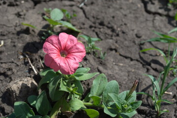 flower in the garden