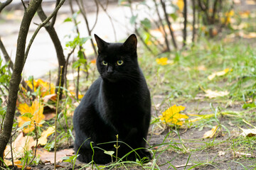 black cat 