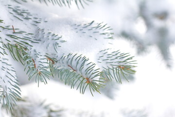 Fresh snowfall on a Colorado blue Spruce