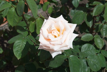 rose