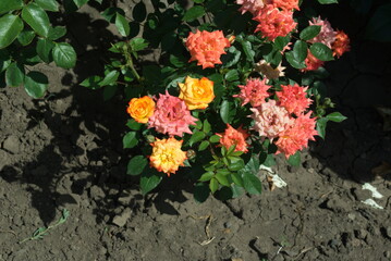 yellow and red flowers