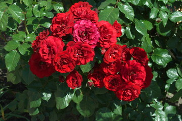 red roses