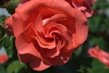 red rose flower