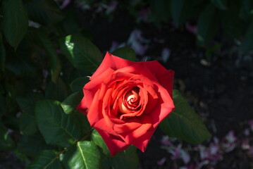 red rose in garden