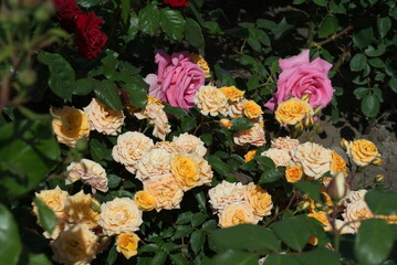 yellow and red flowers