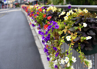 blühende Petunien am Brückengeländer