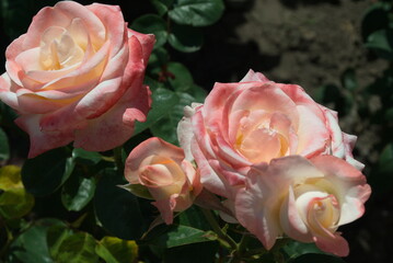 pink rose