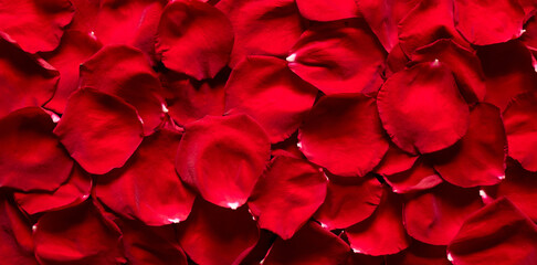 Beautiful background of red petals of roses flowers