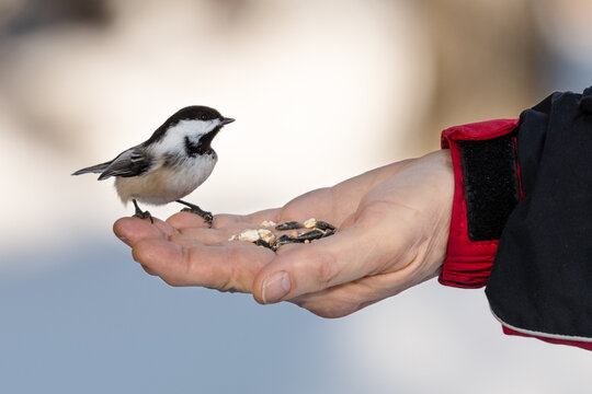 Black-capped chickadee eating from a human hand and bird seed in a person's palm background. Man feeding a songbird wildlife photography