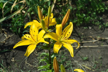 yellow flower