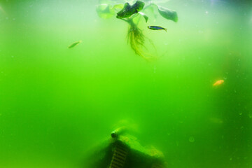 Aquarium with dirty green water. Fish in a dirty aquarium.