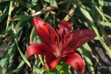 red flower