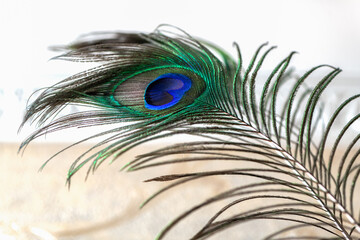 beautiful peacock feather close up view on white background
