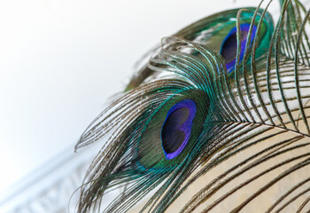 two beautiful peacock feathers close up view