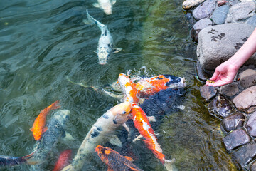 Feeding koi carp - Cyprinus Rubrofuscus by hand.  Fun and relaxing at the pond with pebble bottom.