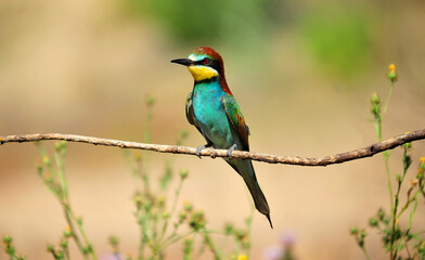 un abejaruco con bonitos colores