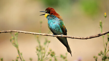 un precioso abejaruco