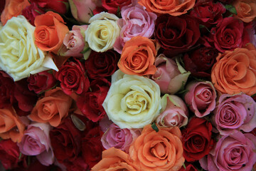 Bridal roses in various colors