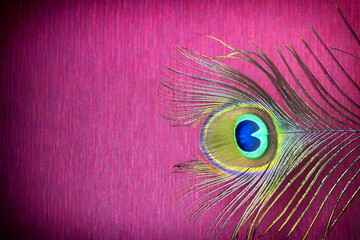 A feather of a peacock