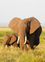 Elephants in Amboseli Nationalpark, Kenya, Africa