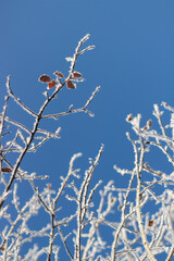 branches of a tree in winter