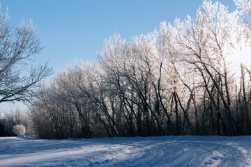 frost and snow covered trees along snowy winter road