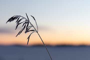 grasses in snow in silhouette of sunset