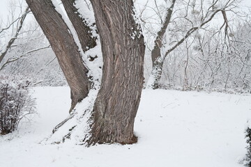 Vom Schnee bedeckter Baum