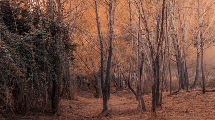 Fototapeta na wymiar sunset in the forest