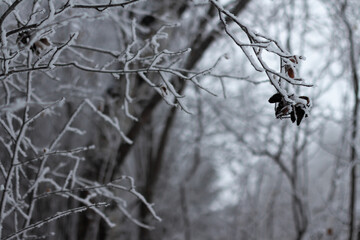 frost and snow covered dark tree branches