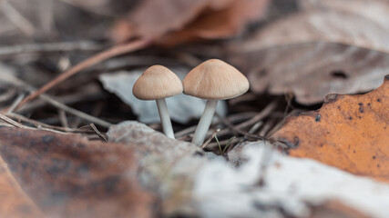 mushrooms on the tree