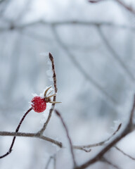 Frosty red rose hip berries in snow