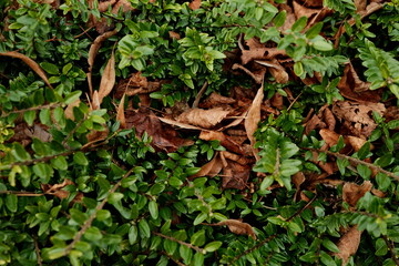 Nahaufnahme grüner Waldboden 