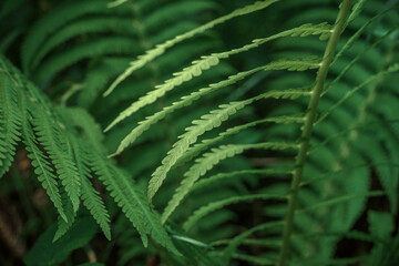 The leaves are fern green in color with artistic blur to the background