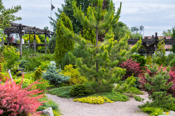 Section of conifers in the nursery-garden of decorative plants for gardens, greenhouses, and interior design. Many different plants thujas, spruces, junipers, pines rise at exhibit sample site.