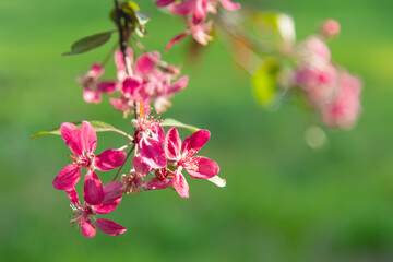 Fototapeta premium Apple spring blossoms flowers on green background