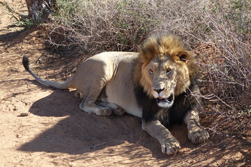 LION LYING DOWN IN NAMIBIA