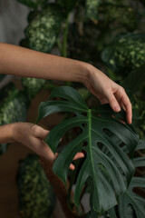 Woman gardener touching lush green monstera leaves in green house. Love of plants. Indoor cozy garden. Home gardening, love of houseplants, freelance.