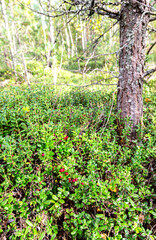 Ripe lingonberry berries grow in the forest