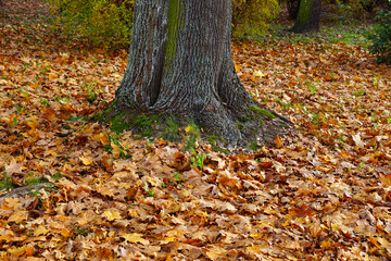 Fototapeta na wymiar Autumn. Yellowed maple leaves around the tree.