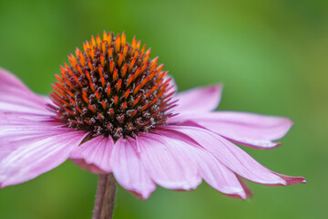 Purpur-Sonnenhut (Echinacea purpurea)