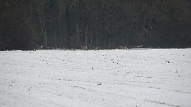 Group of deer on walk snowy farmland farming field and searching for food in winter. Forest in background. Long angle, static shot
