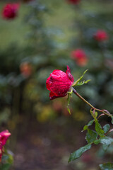 Rose in raindrops close-up on a blurry background with a copy of the text space. Banner, postcard with a rose. A beautiful red rose blooms in the garden.