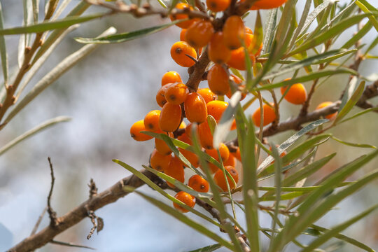 Sanddorn (Hippophae rhamnoides)