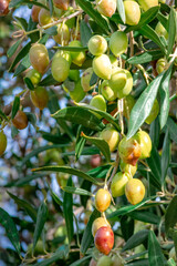 Olive tree with very good productivity of green olives, Crete, Greece.