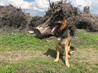 german shepherd dog on the grass