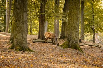 Male fallow deer grazes in nature reserve. Doe standing in the forest in autumn sunny day near romantic medieval castle Konopiste, Central Bohemia, Czech Republic