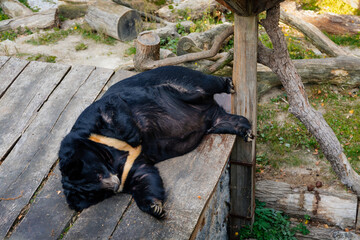 Asian fat black bear in animal conservation eating, playing on log and wooden platform near Historic Medieval Konopiste castle in autumn sunny day, Central Bohemia, Czech Republic
