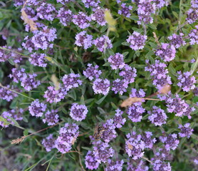Flowers of thyme in natural environment. The thyme is commonly used in cookery and in herbal medicine.