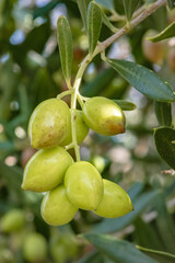Olive tree with very good productivity of green olives, Crete, Greece.
